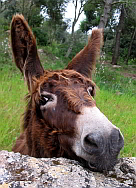 mallorquinischer esel